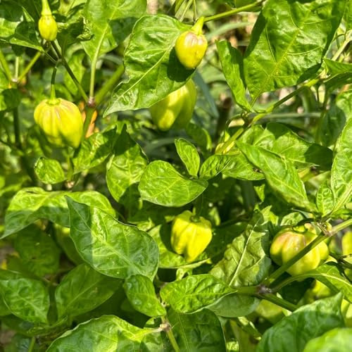 Semillas de habanero orgánicas, semillas de chile, cultivo de raras semillas de jardín de balcón 30pcs