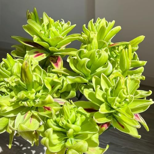 bulbi di gigli perenni resistenti - rara appartamento esotiche giardino 3pcs