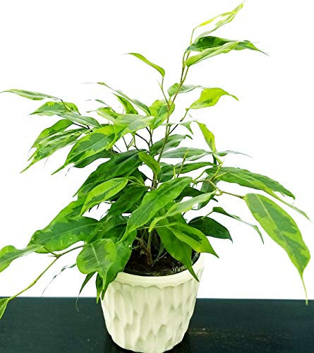 POWERS TO FLOWERS - FICUS BENJAMIN ANASTASIA IN VASO CERAMICA CON SPATOLATURA IN RILIEVO, pianta vera