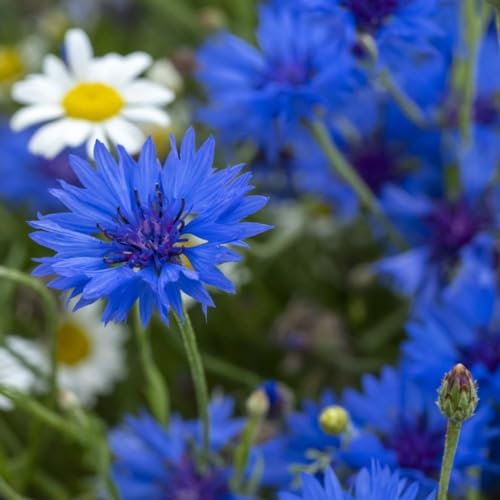 Cornflower 'Blue Boy' Seeds - Kew Flowerhouse Collection - Hardy Annual for Cottage Gardens & Cutting Bouquets - 1 Packet (400 Seeds) by Thompson and Morgan