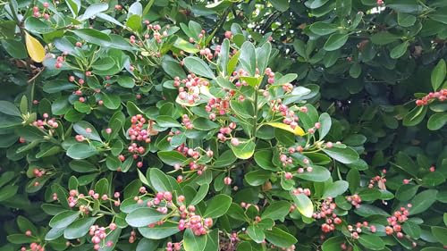 Euonymus japonicus/Fusain du Japon/Conteneur de 7 à 10 litres