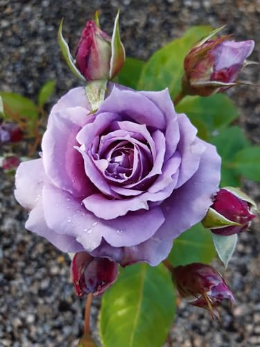 Novalis®, rosa viva di Rose Barni®, rosa in vaso rifiorente, fiori medi a coppa, profumo delicato, colore lilla lavanda, cod. 76047