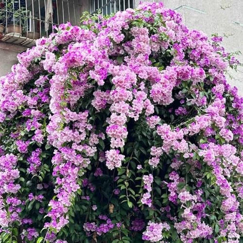 Semi di Mansoa alliacea, semi di campo semi di da balcone resistenti decorazione del giardino per esterno 400pcs