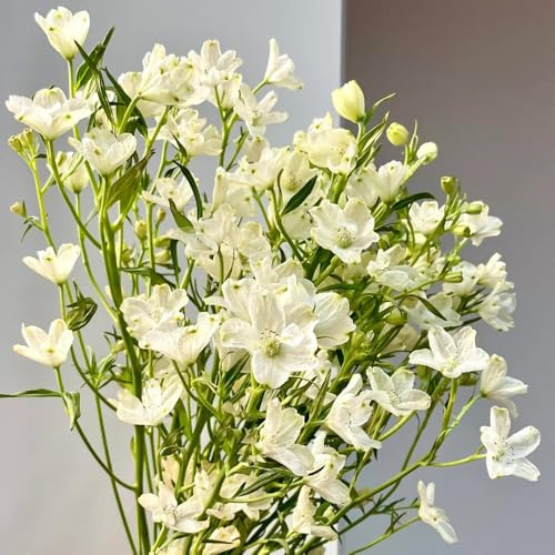Semi di Delphinium, semi di campo del delfinio, Le da giardino sono giardino 80pcs