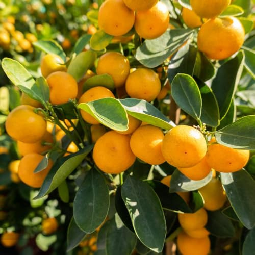 Semi di kumquat, da frutto nani sono resistenti Citrus japonica, da balcone 200pcs