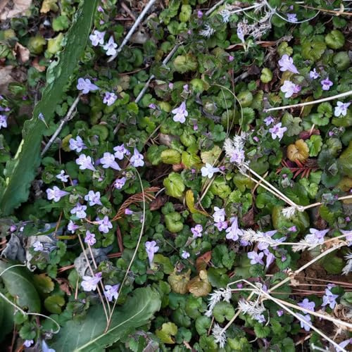 semi di edera terrestre semi di selvatici rari biologici, bomboniere serre balcone selvatiche decorazione copertura del terreno per giardinieri: 100semi
