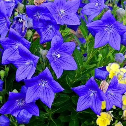 Balloon Flower Bellflower Blue 250 Seeds + Plant tag + Freebie - Platycodon Grandiflorus
