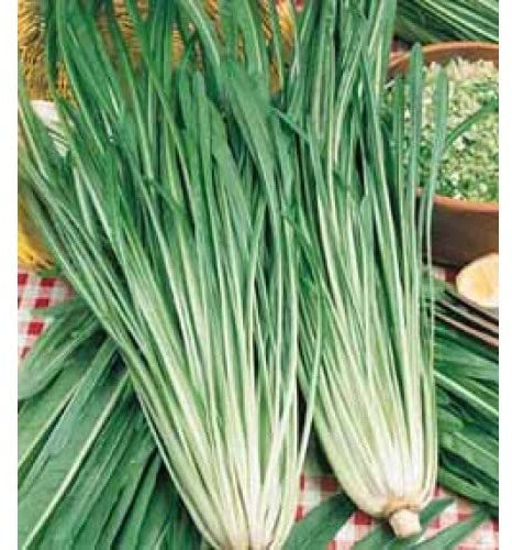 CICORIA CATALOGNA PUNTARELLE A FOGLIA STRETTA NR.300 SEMI