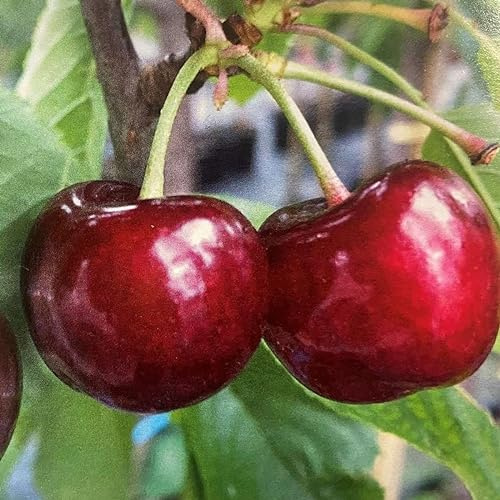 Ciliegio Giorgia. Garden Talamonti.