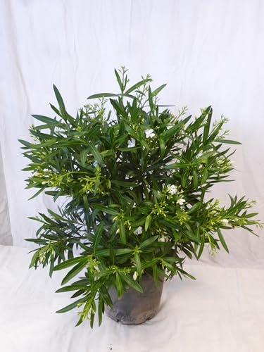 [Palmenlager] - XXL Oleander 120 cm - Strauch - WEIß - großer 33 cm Ø Topf - Nerium oleander - mediterrane Pflanze