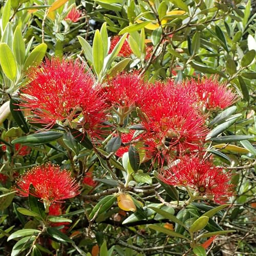 Vivai le Georgiche - Pianta vera di Metrosideros excelsa Metrosideros tomentosa Albero di Natale della Nuova Zelanda - vaso Ø 18 cm - altezza alla vendita 20-30 cm