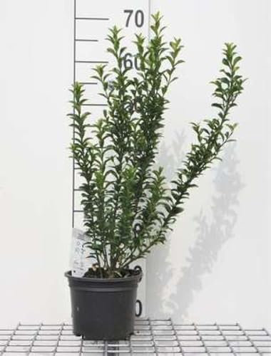 Euonymus jap. 'Microphyllus' - Fusain Du Japon À Petites Feuilles 30-40 cm en pot