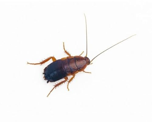 ANTHOUSE.ES - Cucaracha Red Runner Sherfordella Lateralis Talla L - Ración 40-50 uds - Alimento Vivo Nutritivo y Resistente - Bajo en Grasa, Rico en Proteína