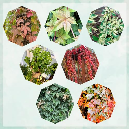 semi di vite selvatica - balcone rari 300pcs