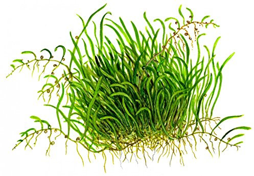 Tropica 1-2-GROW! Kleiner fleischfressender Wasserschlauch / Utricularia graminifolia von TROPICA