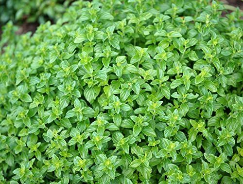 Majoran - Origanum majorana - 2000 Samen