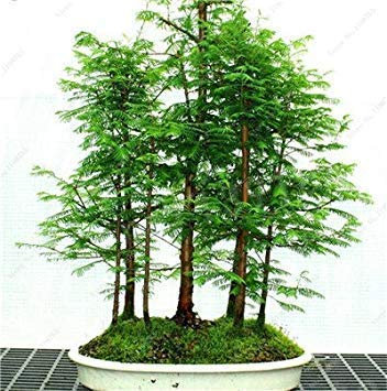 14: 30 pc Sequoia Rossa Semi Piante Sequoia sempervirens Bonsai Albero in Vaso per la casa e giardino fresche di Air giardino domestico di DIY 14