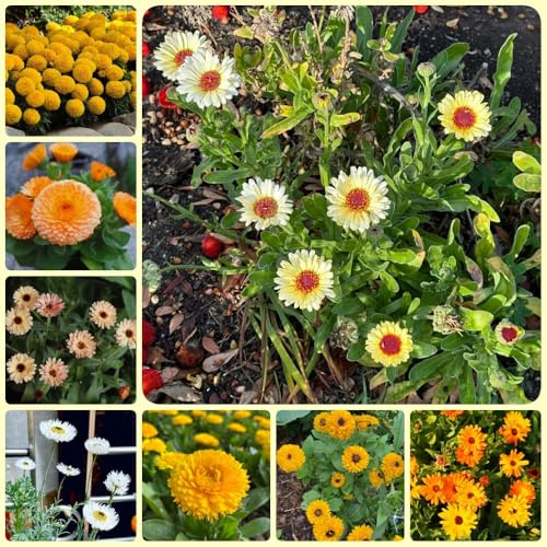 Semi di Calendula officinalis - Le da giardino roccioso sono resistenti semi di medicinali 100pcs