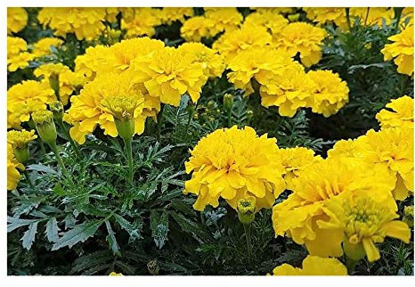 Pezzi - 40x Samtblume Petite Giallo Tegetes Tagetes Piante - Seme KS347 - Seeds & Plants Shop by Ipsa