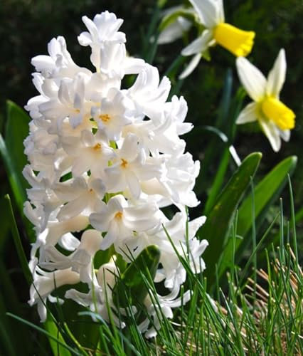 Hyacinth Bulbs for Planting,Hyacinth Tubers UK,Excellent Display Indoor Perennial Balcony Garden Bulbs,Hyacinth Bulbs Mix,Flowering Rhizome-2bulbs-F
