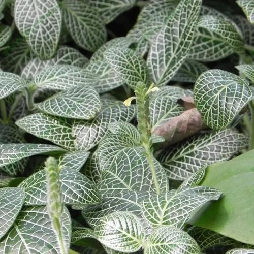 Semi di Fittonia verschaffeltii da giardino, decorazione autunnale da balcone, interno giardino resistenti perenni, 25pcs