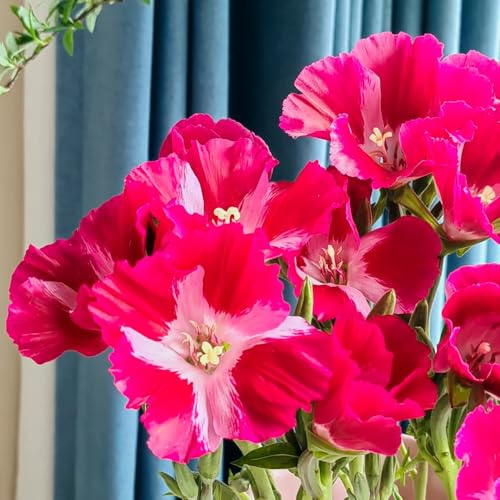 semi di azalea estiva, resistenti all'esterno di azalea estiva decorativi resistenti al balcone all'esterno to perenni, 20pcs