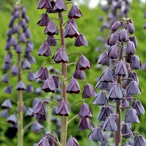 fritillaria bulbi corona imperial decorazione balconi giardino corona imperiale rigenerazione tetti balcone primavera 2 pezzi