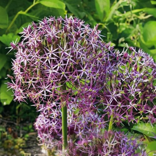 Plant in a Box - Allium christophii - Blumenzwiebeln x15 - Zierzwiebel - lila - niederländische Glühbirnen