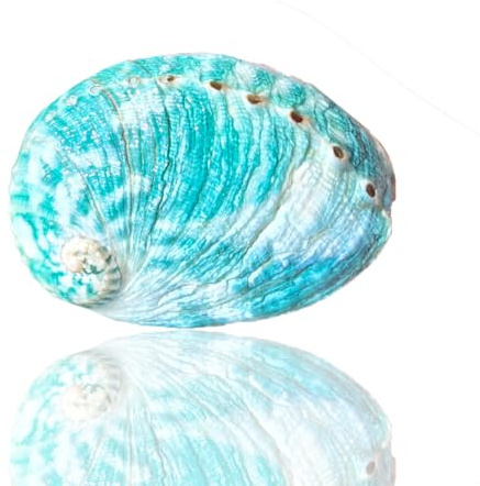 Coquille de mer naturelle. Coquillages naturels énormes, grande coquille de conque naturelle 1 pièce 8-9Cm grand vert naturel Rare véritable ormeau coquille de mer conque