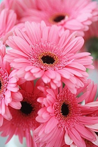 Graines de marguerite gerbera rose Nouveaux hybrides Mélange de plantes bonsaï en pot Facile à cultiver pour le jardin Graines de fleurs de jardin Lot de 100 graines