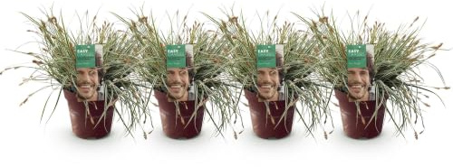 Green boutiQ - Graminées ornementales - Carex oshimensis Everest - Blanc et Vert - 4 Plantes - Persistant - Peu d'Entretien - Pot 17cm Hauteur 50cm