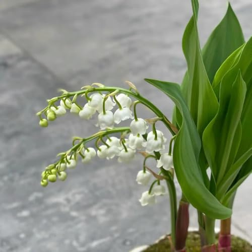bulbos de lirio de los valles - jardín rocas resistentes perennes exterior invierno 8pcs