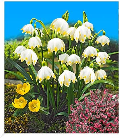 BALDUR Garten 10x Märzbecher Leucojum aestivum, Zwiebeln mit Umfang 7-8 cm | Blumenzwiebeln, winterhart, pflegeleicht, blühend, Schnittblume, Leucojum aestivum, glockenförmige Blüten
