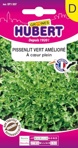 Graines de Pissenlit vert amélioré à coeur plein - 0.5 grammes | Semences Reproductibles & NON Traitées