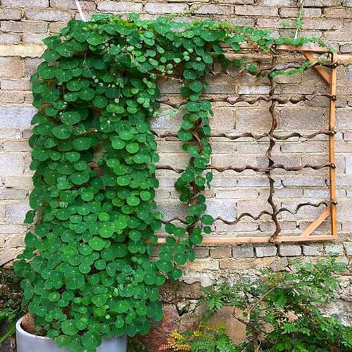 Stephania-Pflanze，Krautige Laubpflanze, SchöNe,Kletterpflanze, Im Topf Oder Auf Der Terrasse, Dekorativ, Stabile,Winterharte Staude, Stephanotis-5zwiebeln-I
