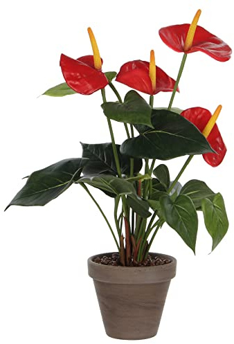 Mica VB 478887 Anthurium - Flamingoblume, rot