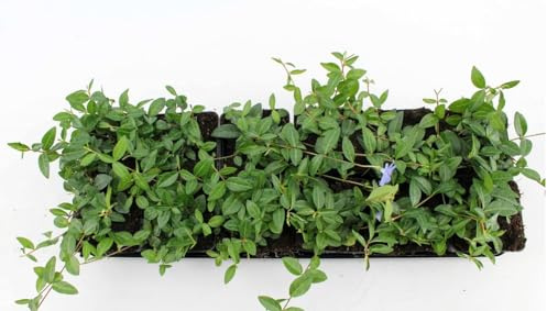 Kleines Immergrün Vinca minor 25 Stück winterhart immergrün Bodendecker | 25 Pflanzen, halbschattig bis schattig, bodendeckend, blaue Blueten, robust, ideal fuer Beet und Unterpflanzung