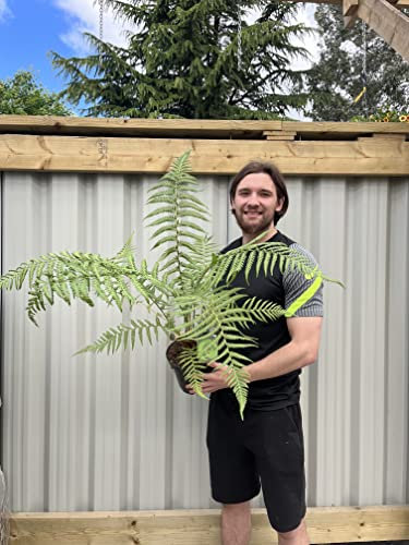 Dicksonia Antarctica | Tree Fern | 70cm Approx, Green