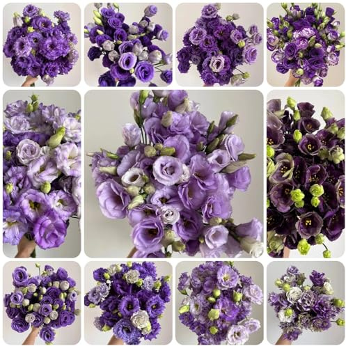 Semillas de Lisianthus, decoración de jardín para exterior decoración de salón Semillas de decorativas 550pcs