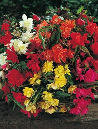 Begonien pendula hängend gemischt gefüllt Blumenzwiebeln Knollenbegonie (5 Blumenzwiebeln)
