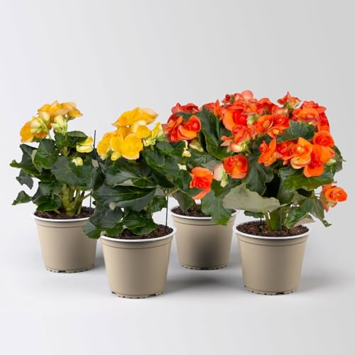 Elatior-Begonie, gelb & orange, Topf-Ø 14 cm, Höhe ca. 20-27 cm, 4 Pflanzen