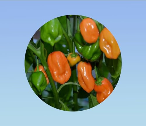 200 graines de piment habanero orange