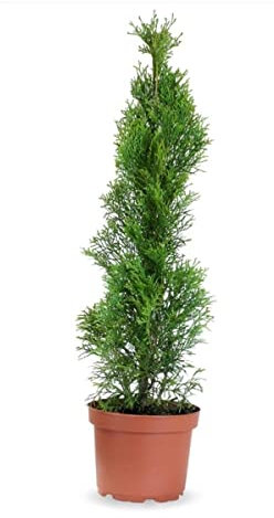 Verdecora Thuya Occidental Esmeralda | Tuya del Canadá o Thuja Occidentalis | Planta natural de exterior | Arbusto/ árbol piramide | Perfecto para jardín y terraza (Maceta 5L)
