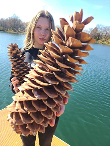 CZ Grain Sugar Pine Cones - Biggest Pine Cones, Great for Seasonal Decoration or Crafts, 10-14 Inch Length (1 Giant Cone)