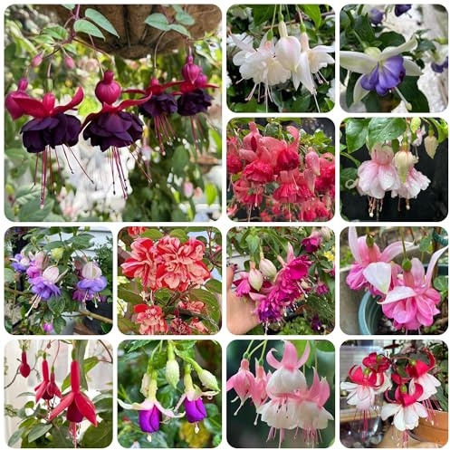 fucsia acquistano semi, giardino roccioso resistenti fucsia aiuola, esotiche resistenti di vecchie varietà, 500pcs