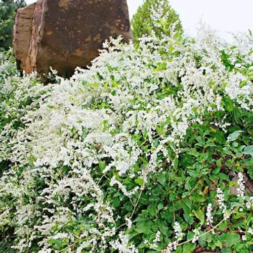 semillas de knotweed para camas elevadas, para lugares soleados nudosa perennes, colgante jardín, lianas, 150pcs