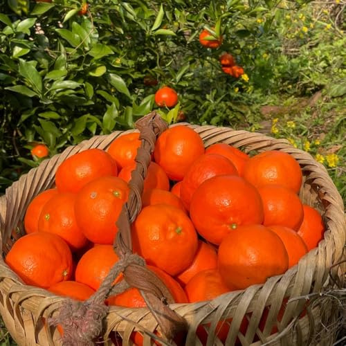 naranjo, arbustos de bayas de mandarina jardín rocas con Cultivo verdes, interior sostenibles balcón 200semillas