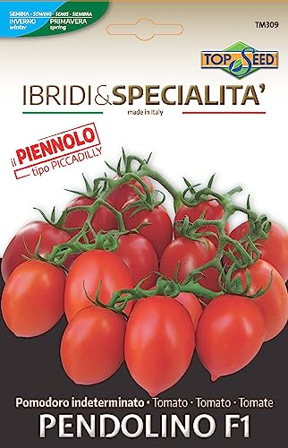 FULL VESUVUDOMATORO Förbättrad sort Pendel F1 Det bästa av fröet för de bästa producenterna - NO GMO - Frön av mycket hög gronbarhet (50 frön)