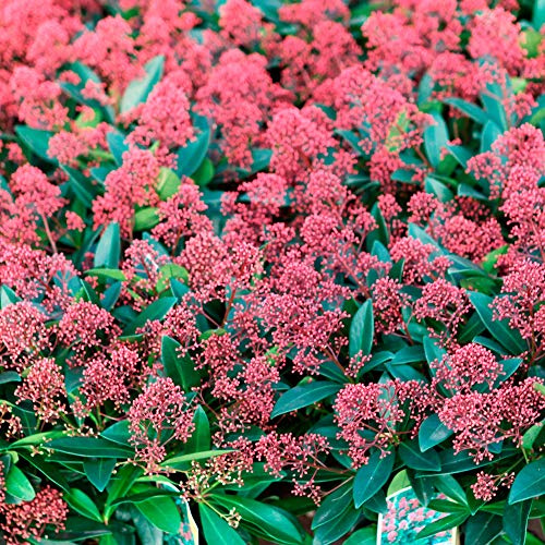 Thompson & Morgan Hardy Perennial Flowering Shrub, Skimmia Japonica ‘Rubella’, Potted Garden Plants Ideal for Cottage Gardens, Patio and Containers (1 x 9cm Pot)