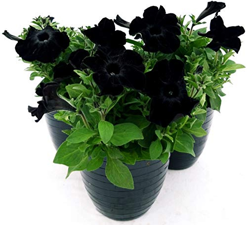 POWERS TO FLOWERS - PETUNIA BLACK MAGIC IN VASO CERAMICA NERO A RIGHE, POTUNIA, SURFINIA, 3 PIANTE VASO 14, piante vere
